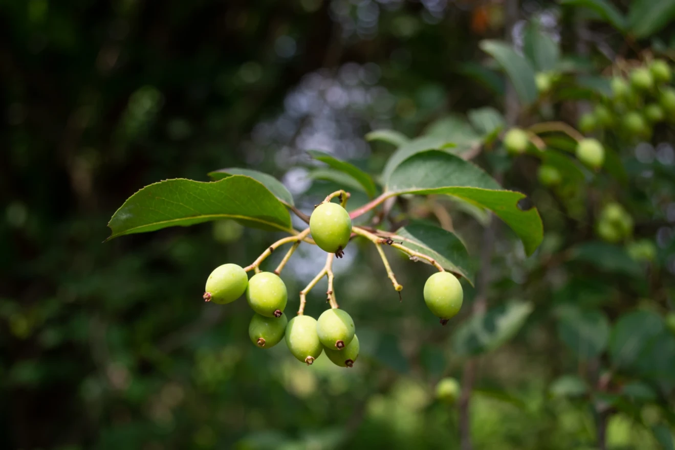 Green fruit of the Blackhaw hanging from a branch of a tree